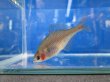 画像9: 透明鱗タイリクバラタナゴ　♀