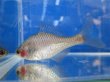 画像7: 透明鱗タイリクバラタナゴ　♀