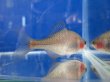 画像10: 透明鱗タイリクバラタナゴ　♀