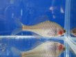画像8: 透明鱗タイリクバラタナゴ　♀