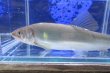 画像2: 【限定特価】　アユ　－鮎－　琵琶湖水系産養魚　２０匹セット