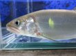 画像4: 【限定特価】　アユ　－鮎－　琵琶湖水系産養魚　２０匹セット