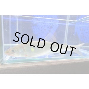 画像: 【限定特価】　アユ　－鮎－　琵琶湖水系産養魚　２０匹セット