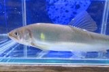 画像: アユ　－鮎－　琵琶湖水系産養魚　１０匹セット