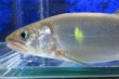 画像2: アユ　－鮎－　琵琶湖水系産養魚　１０匹セット