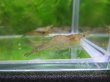 画像6: ヌカエビ　宮城産　２０匹セット
