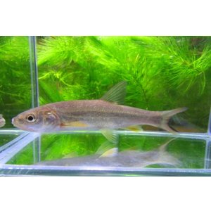 画像: エゾウグイ　（約7〜8cm）　北海道産