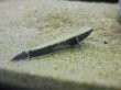 画像1: カワアナゴ　（約4〜5cm）　大阪産　３匹セット