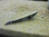 画像: カワアナゴ　（約4〜5cm）　大阪産　３匹セット