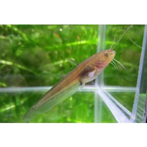 画像: ナマズ　（仔）　３匹セット