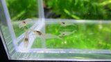 画像: 特価　ミナミヌマエビ　（小）　１０匹セット　