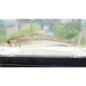 画像: ホンモロコ　（約9〜10cm）　琵琶湖水系産