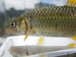 画像7: 特価　ビワヒガイ　（大）　琵琶湖産　３ペア