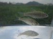 画像5: 銀鱗ヤリタナゴ　（仔）　琵琶湖水系産