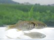 画像1: アブラボテ　（仔）　琵琶湖水系産