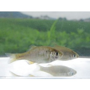 画像: アブラボテ　（仔）　琵琶湖水系産