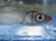 画像4: 特価　オイカワ　（約7〜8cm）　三方五湖水系産　２匹