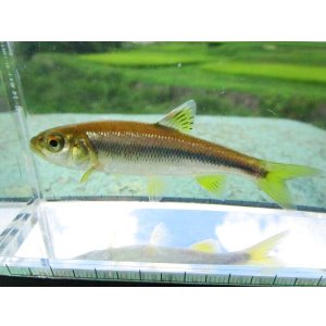 画像: カワムツ　（約7〜8cm）　宮城産