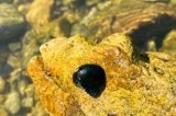 画像: イシマキ貝　３コ　【水槽コケとり】