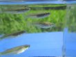 画像6: ミナミメダカ　兵庫瀬戸内側産　２０匹