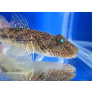 画像: ゴクラクハゼ (約6cm) 福岡産