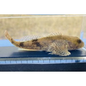 画像: ウツセミカジカ　（約6〜7cm）　琵琶湖水系産