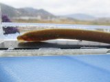 画像: スナヤツメ　（幼体：アンモシーテス）　琵琶湖水系産