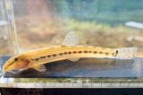画像: オオシマドジョウ　（約7〜8cm）　淡路島産　３匹セット