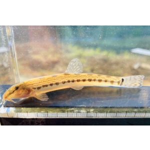 画像: オオシマドジョウ　（約7〜8cm）　淡路島産　３匹セット