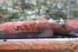 画像4: シマヨシノボリ　徳島産　１ペア