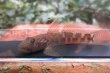 画像6: シマヨシノボリ　徳島産　１ペア