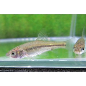 画像: タモロコ　（約4〜5cm）　１０匹