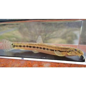 画像: ニシシマドジョウ (約8〜9cm) 兵庫日本海側水系産 3匹セット