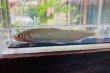 画像7: アユ　－鮎－　琵琶湖水系産養魚　１０匹セット