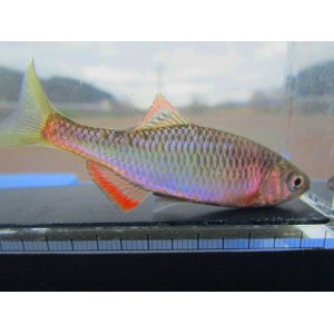 画像: ヤリタナゴ　（約6cm）　兵庫日本海側産　１ペア