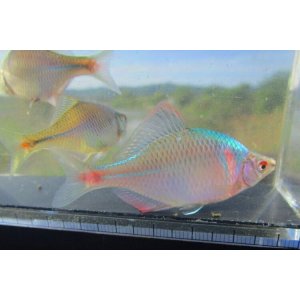 画像: 【限定特価】　タイリクバラタナゴ　徳島産　５０匹セット