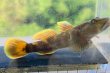 画像8: トウヨシノボリ　三方五湖水系産　４匹セット
