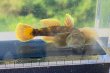 画像7: トウヨシノボリ　三方五湖水系産　４匹セット
