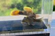 画像9: トウヨシノボリ　三方五湖水系産　４匹セット