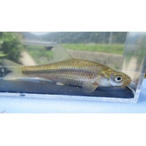 画像: タモロコ　（約7〜8cm）　三方五湖水系産