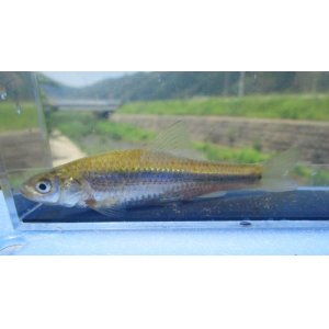 画像: タモロコ　（約6cm）　三方五湖水系産