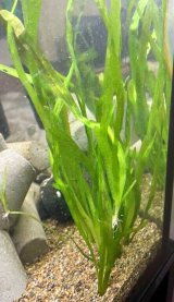 画像: バリスネリア　（長め：セキショウモ）　４株