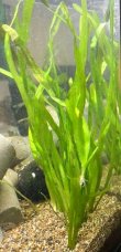 画像4: バリスネリア　（長め：セキショウモ）　４株