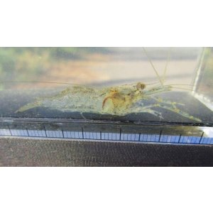 画像: テナガエビ (小)