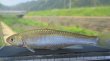 画像3: 特価　オイカワ　（約7〜8cm）　三方五湖水系産　２匹