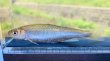 画像1: 特価　オイカワ　（約7〜8cm）　三方五湖水系産　２匹