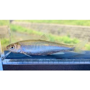 画像: 特価　オイカワ　（約7〜8cm）　三方五湖水系産　２匹