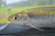 画像2: 特価　オイカワ　（約7〜8cm）　三方五湖水系産　２匹