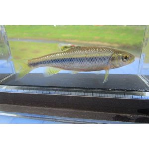 画像: カワムツ　（約7cm）　和歌山産
