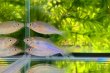 画像2: カネヒラ　（仔：約3〜4cm）　兵庫産　３匹